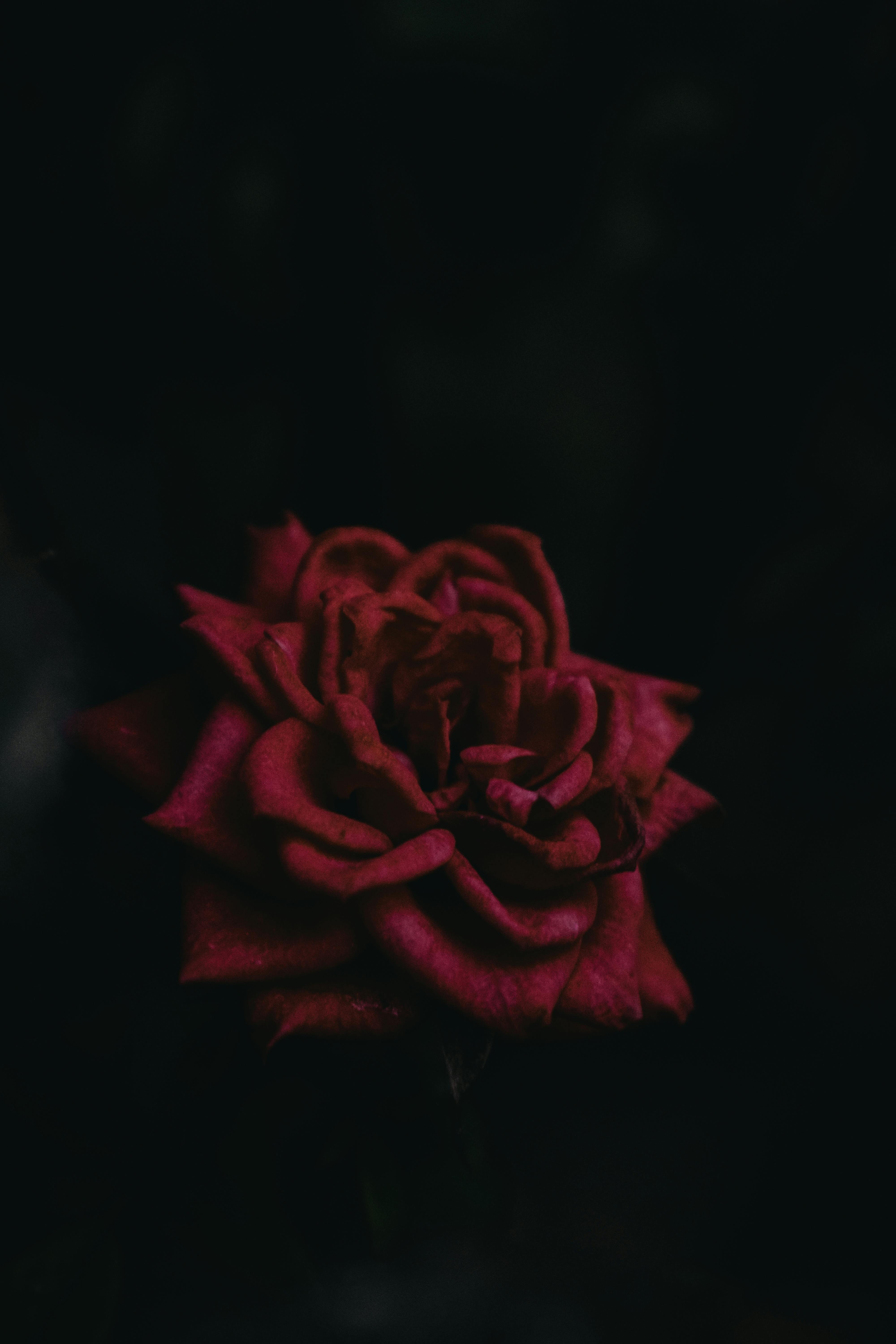 Close-up of a moody red rose against a dark background, highlighting its velvety petals.
