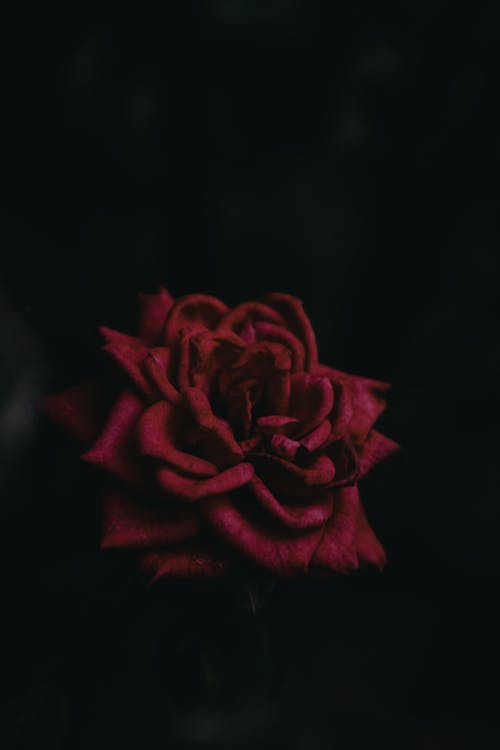 A red rose in the dark with black background