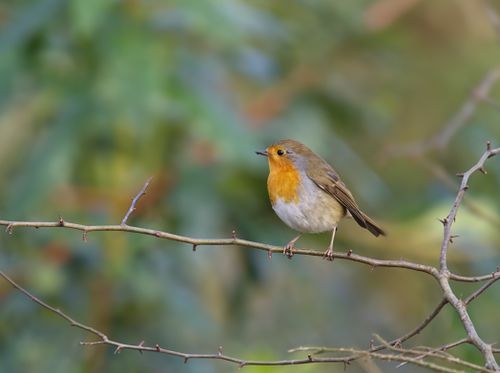 Free A European robin sits gracefully on a branch in a natural setting, showcasing wildlife beauty. Stock Photo