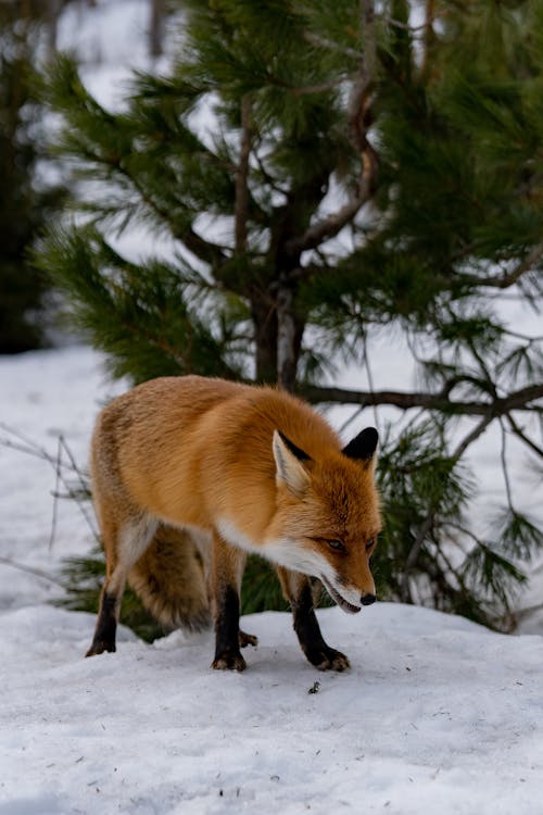 Free Fox in Snow Stock Photo