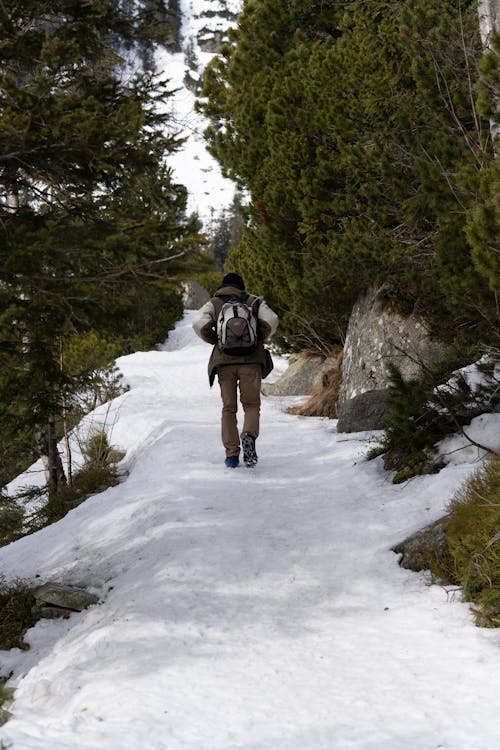 Immagine gratuita di alberi, avventura, camminando