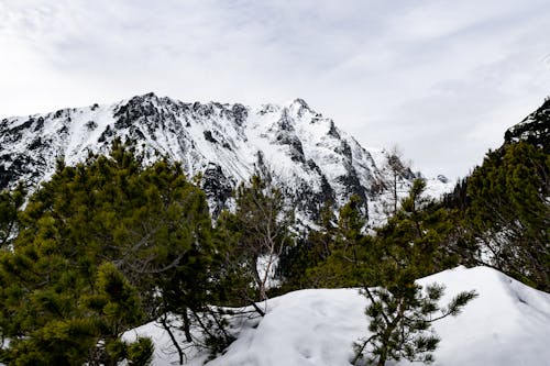 A snowy mountain with trees and snow covered ground