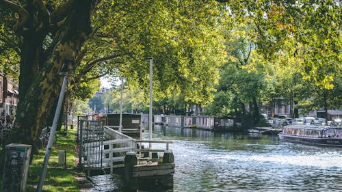 Zielone Drzewo Nad Rzeką