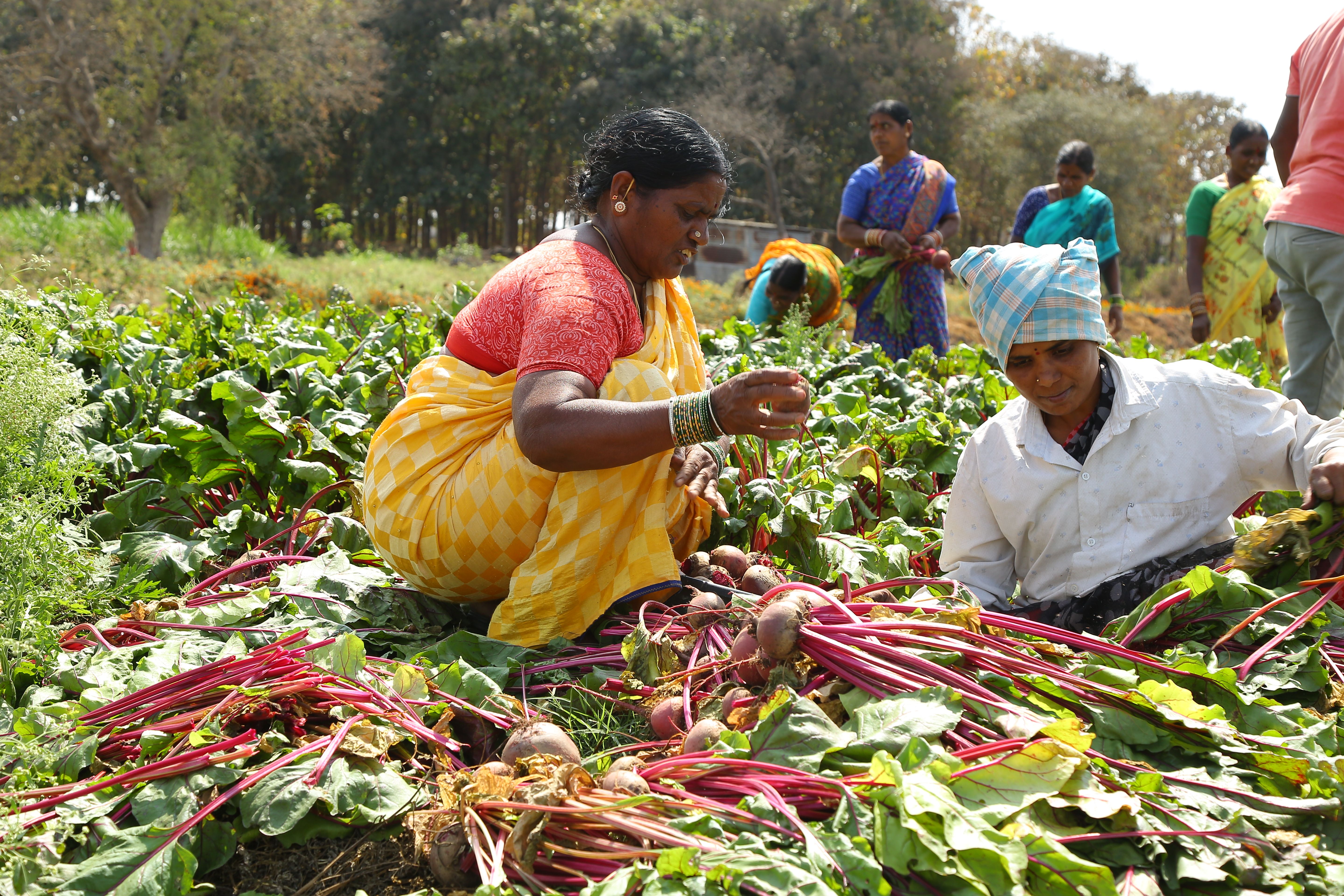 Women farmers harvesting beets in a vibrant, rural field in Nagpur, India.