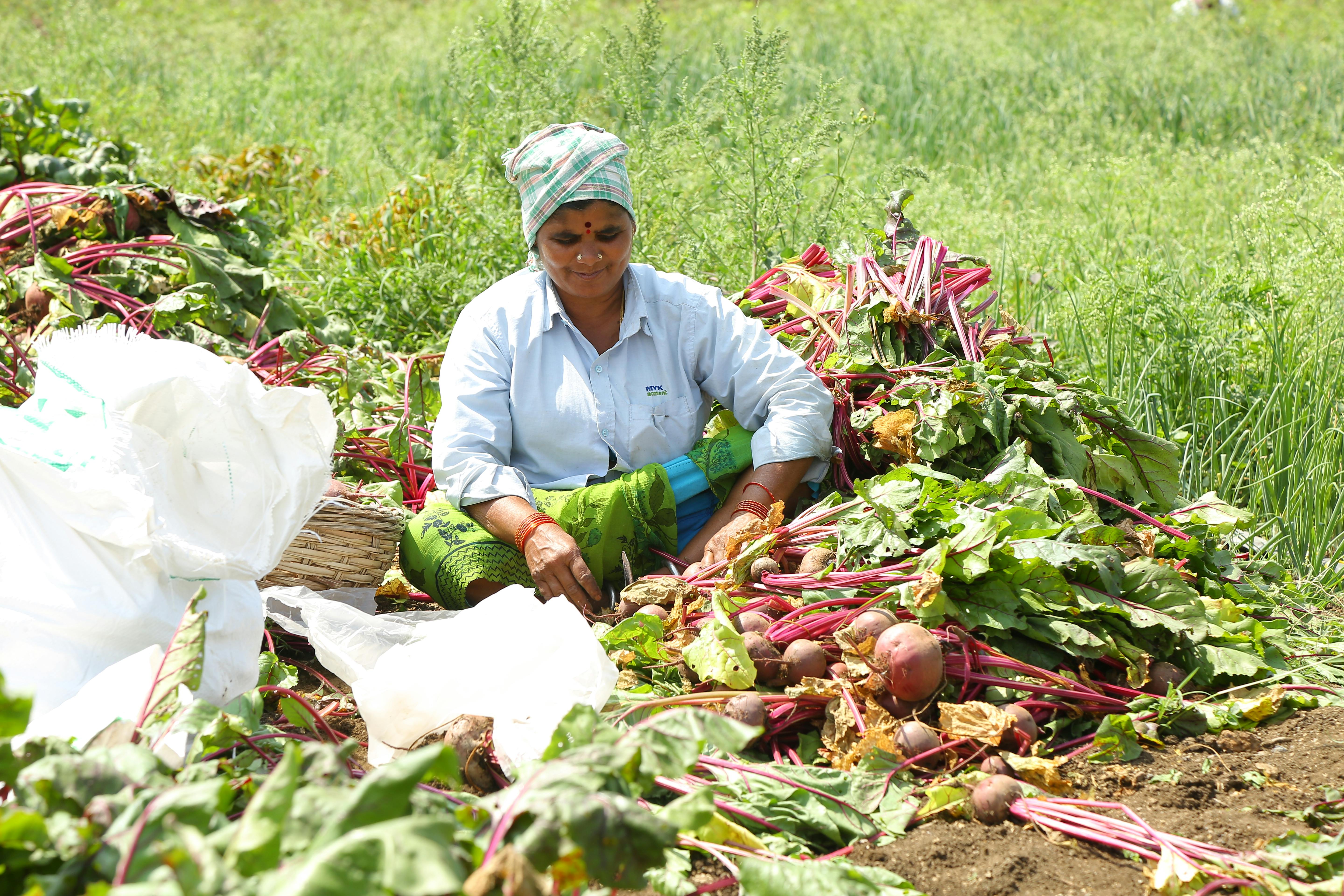 South Asian farmer harvesting fresh beetroots outdoors in a sunlit rural India field.