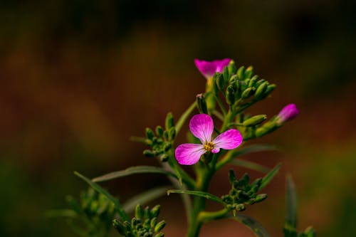 Botanical Gardens: Photographs taken in botanical gardens showcasing various flower species.