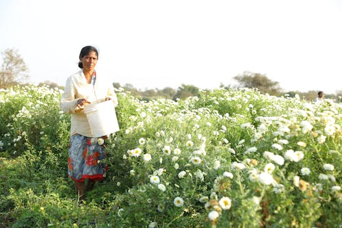 Безкоштовне стокове фото на тему «жінка, поле, працюючий»