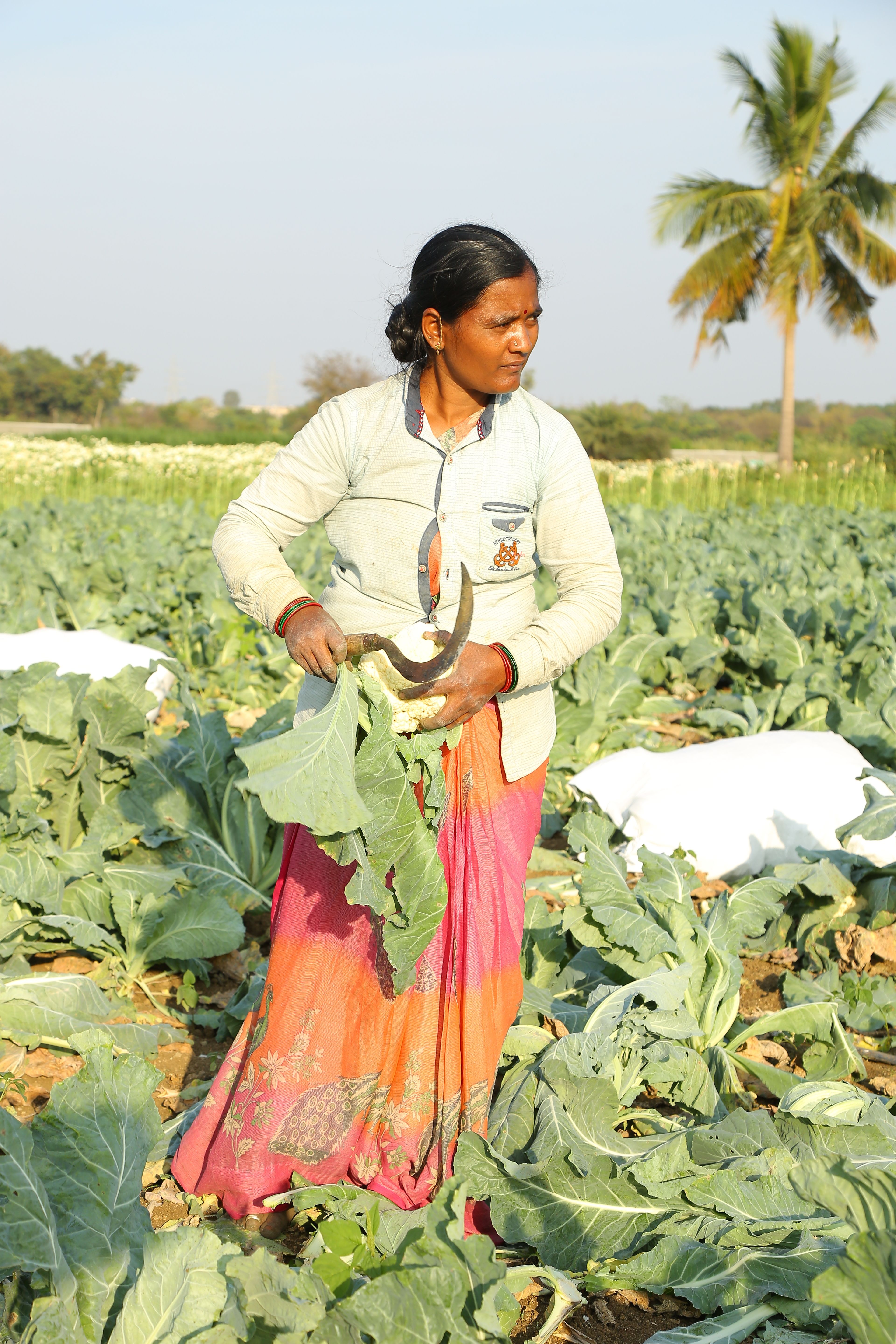 Farmer harvesting leafy greens