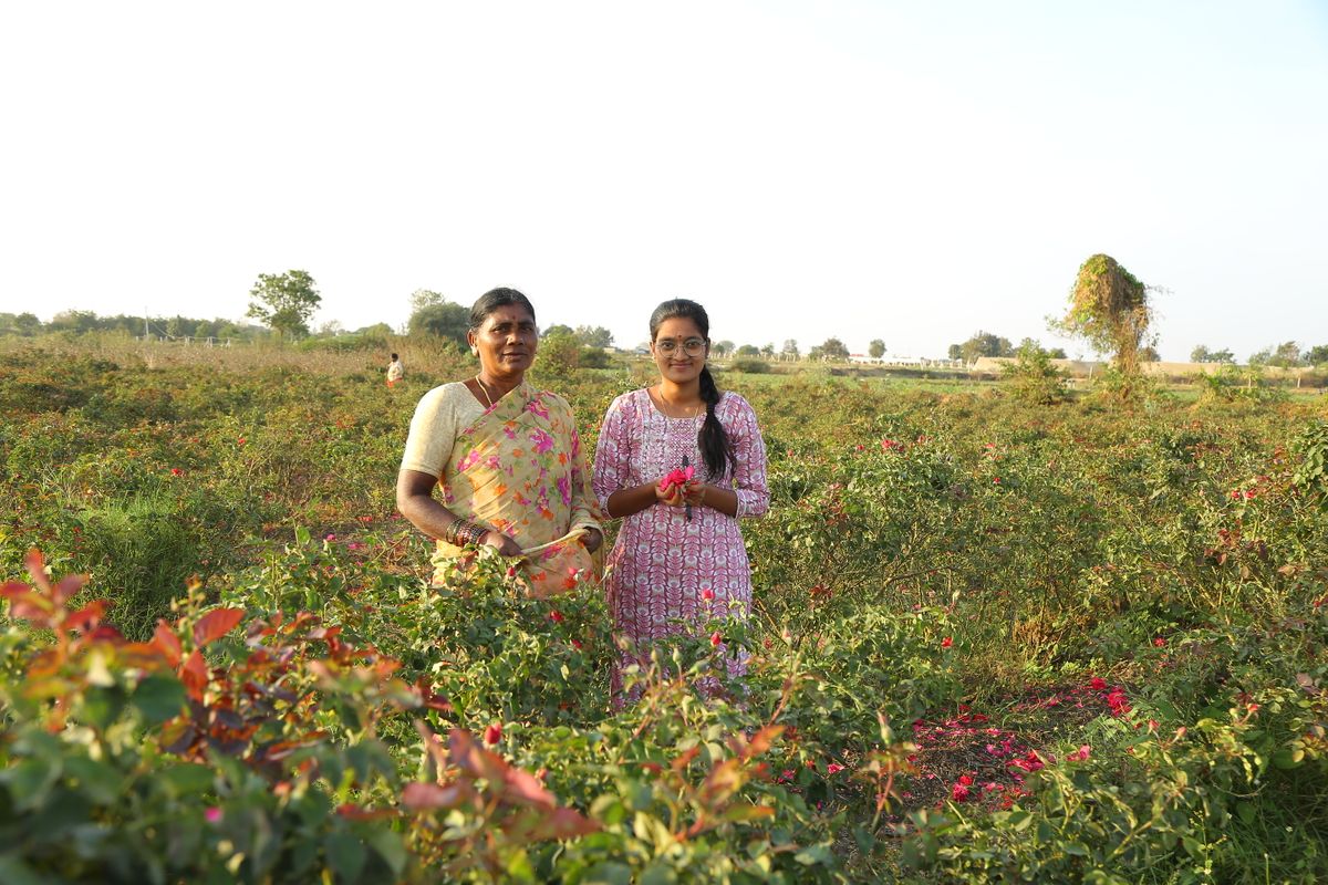 Farmers harvesting flowers in a rural Indian field, representing Bareilly's floriculture economy