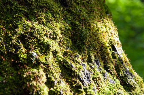 Free Detailed shot of vibrant green moss growing on tree bark in a sunlit forest setting. Stock Photo