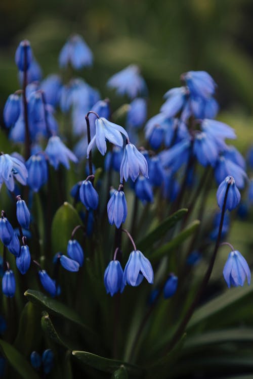 Gratis arkivbilde med anlegg, blomster, nærbilde