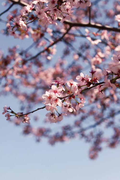 Free Close-up of pink cherry blossoms against a blue sky, capturing spring's beauty. Stock Photo