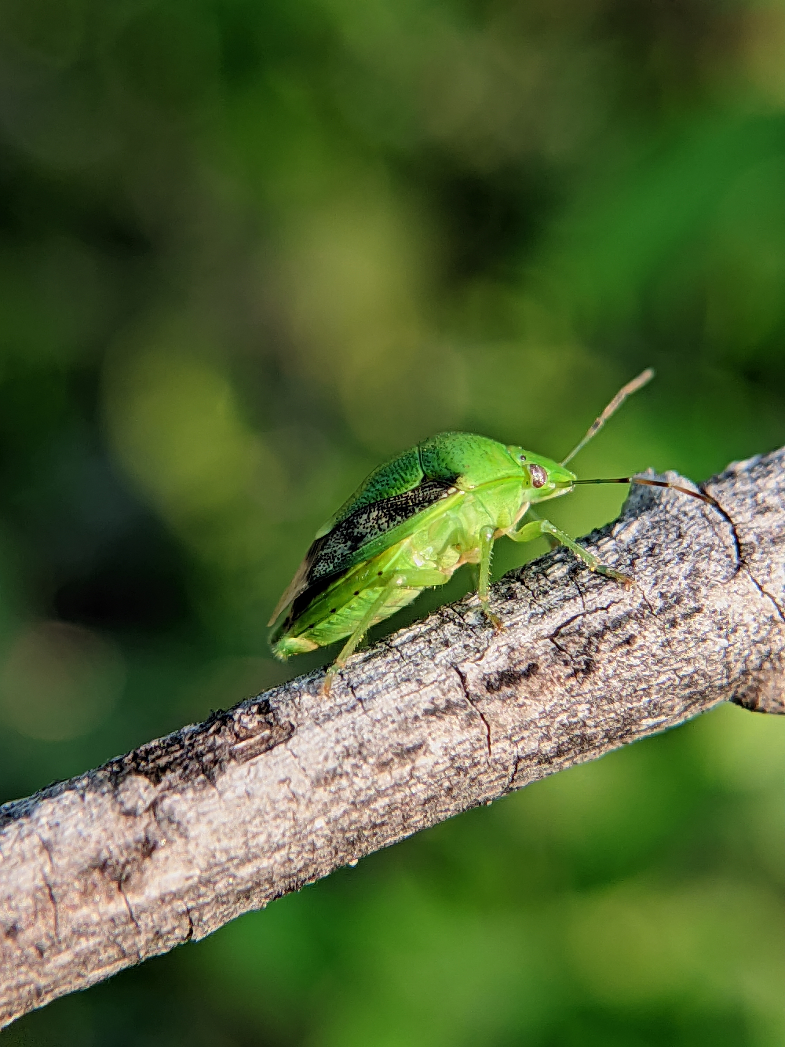 Detailed image of a green shield bug perched on a branch in East Java.