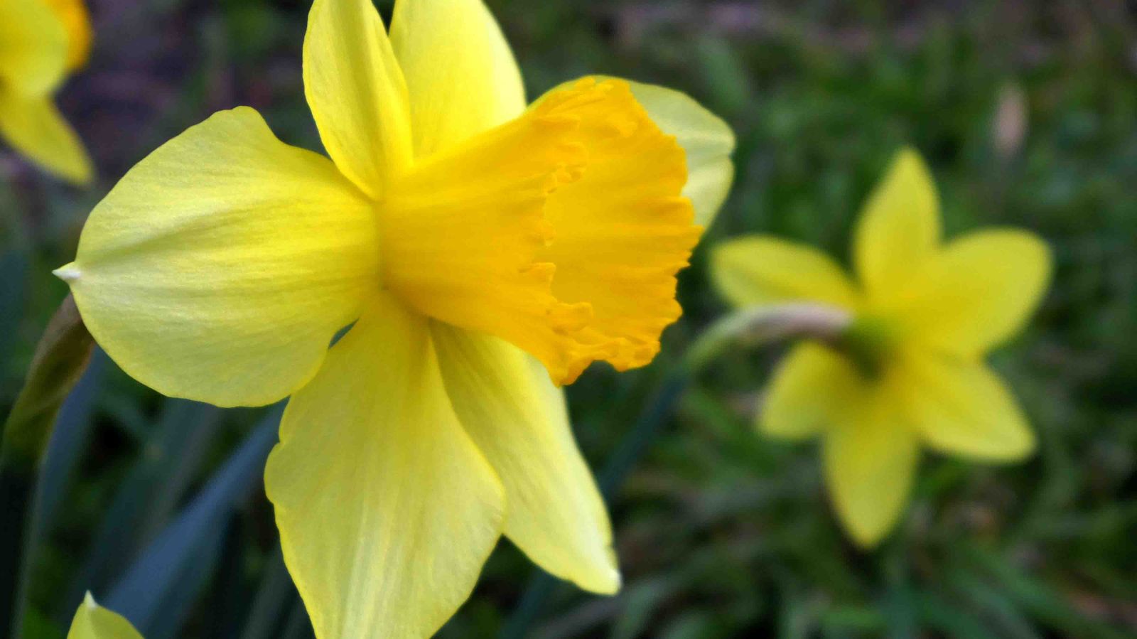 Spring flowers in a Dutch nature reserve