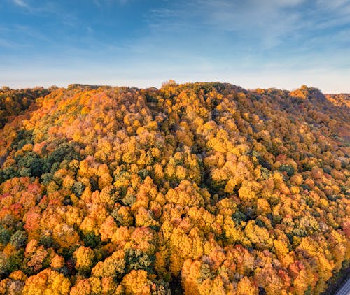 An aerial view of a forested area with colorful trees