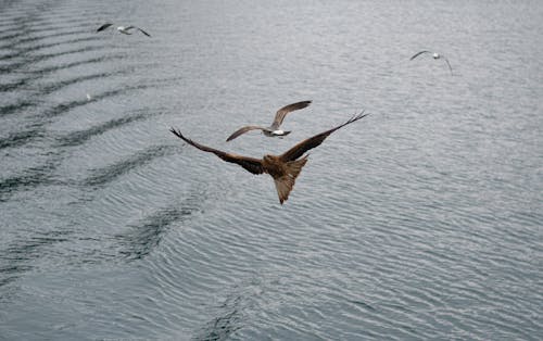 動物, 水, 海 的 免费素材图片