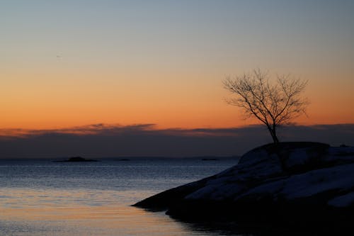 Foto d'estoc gratuïta de arbre, capvespre, Costa