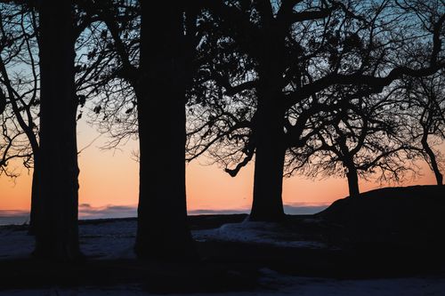 Free Serene silhouette of bare trees against a vibrant sunset sky in Stamford park. Stock Photo