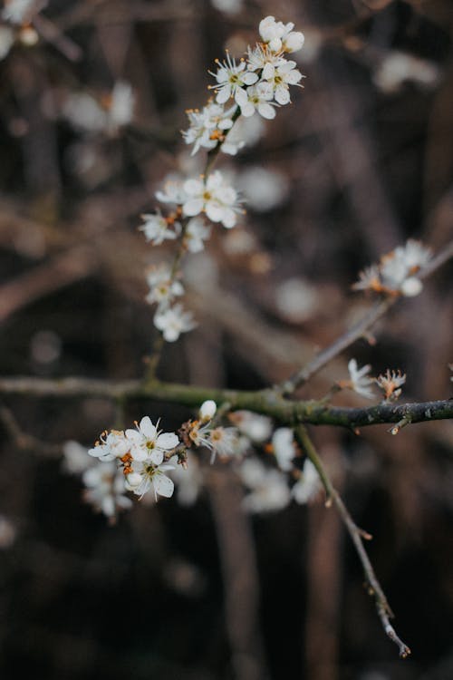 A close up of white flowers on a branch