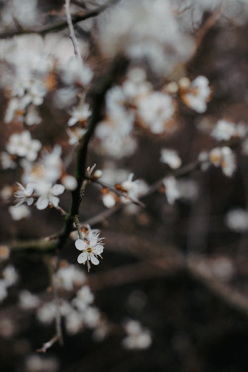 Immagine gratuita di fiore di ciliegio, fiori, focus selettivo