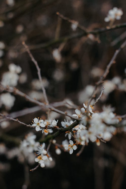 A close up of white flowers on a branch