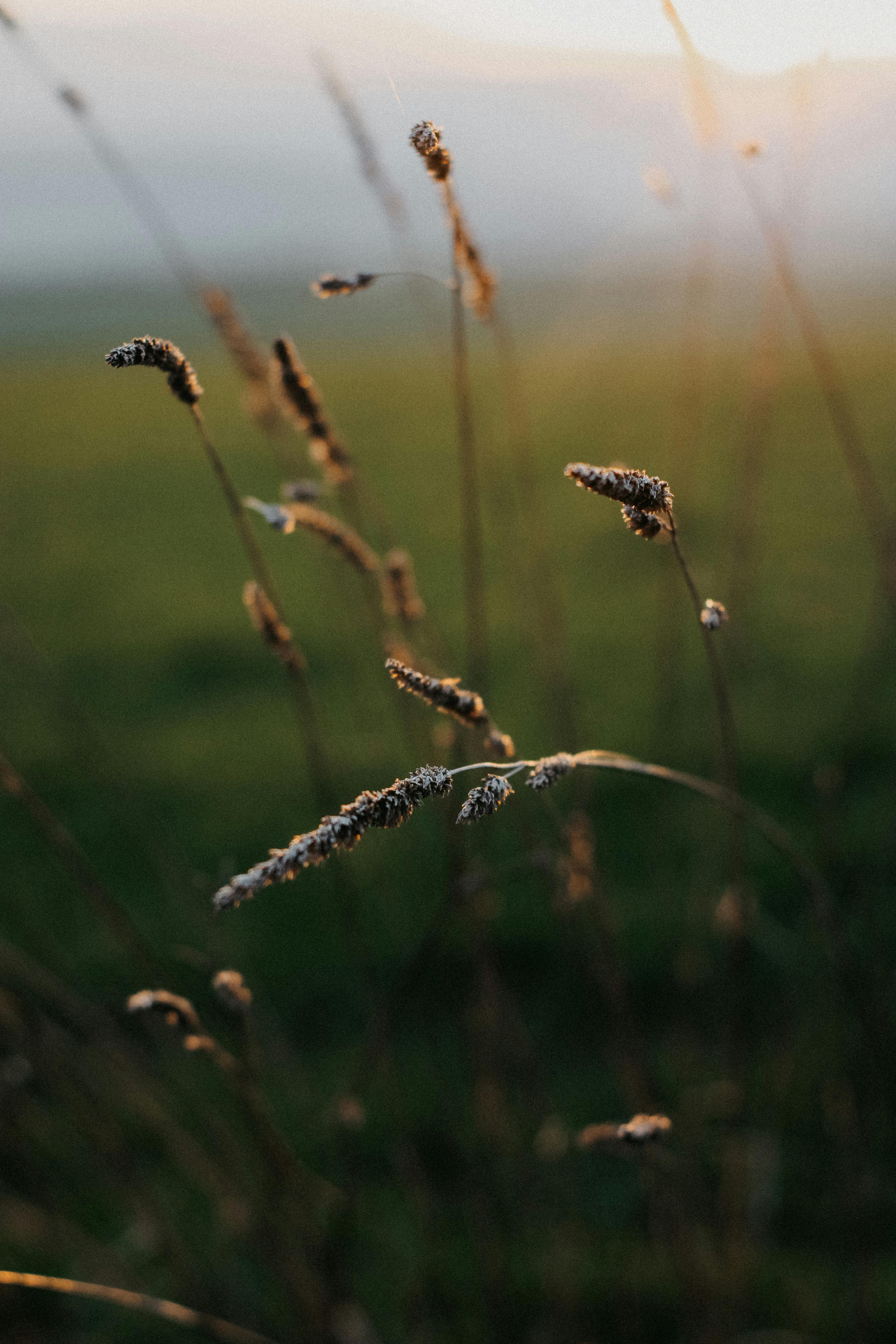 Delicate grasses bathed in the warm glow of sunset, creating a serene grassland scene.