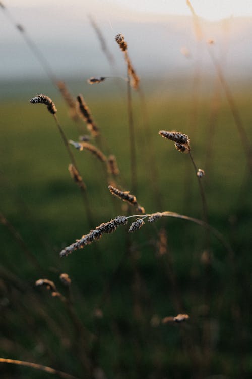 Fotobanka s bezplatnými fotkami na tému dedinský, pastvina, príroda