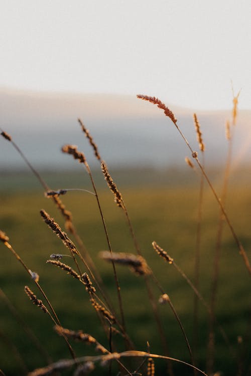 Close-up of Grass on a Field at Sunset