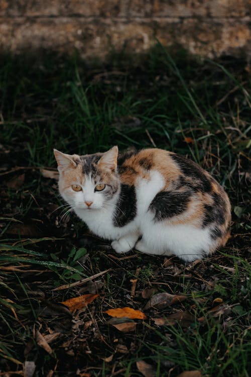 Ilmainen kuvapankkikuva tunnisteilla calico cat, eläinkuvaus, istuminen