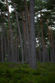 A serene vertical view of tall pine trees in a lush green forest.