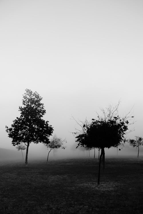 Black and white photo of trees in the fog