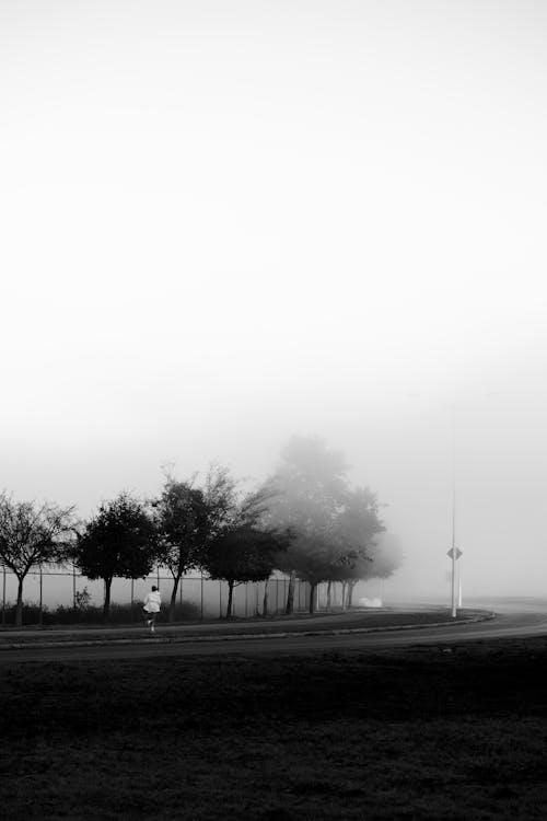 垂直拍攝, 樹木, 薄霧 的 免費圖庫相片