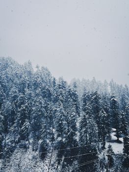 A tranquil snowy forest captured during snowfall, creating a calm winter scene.
