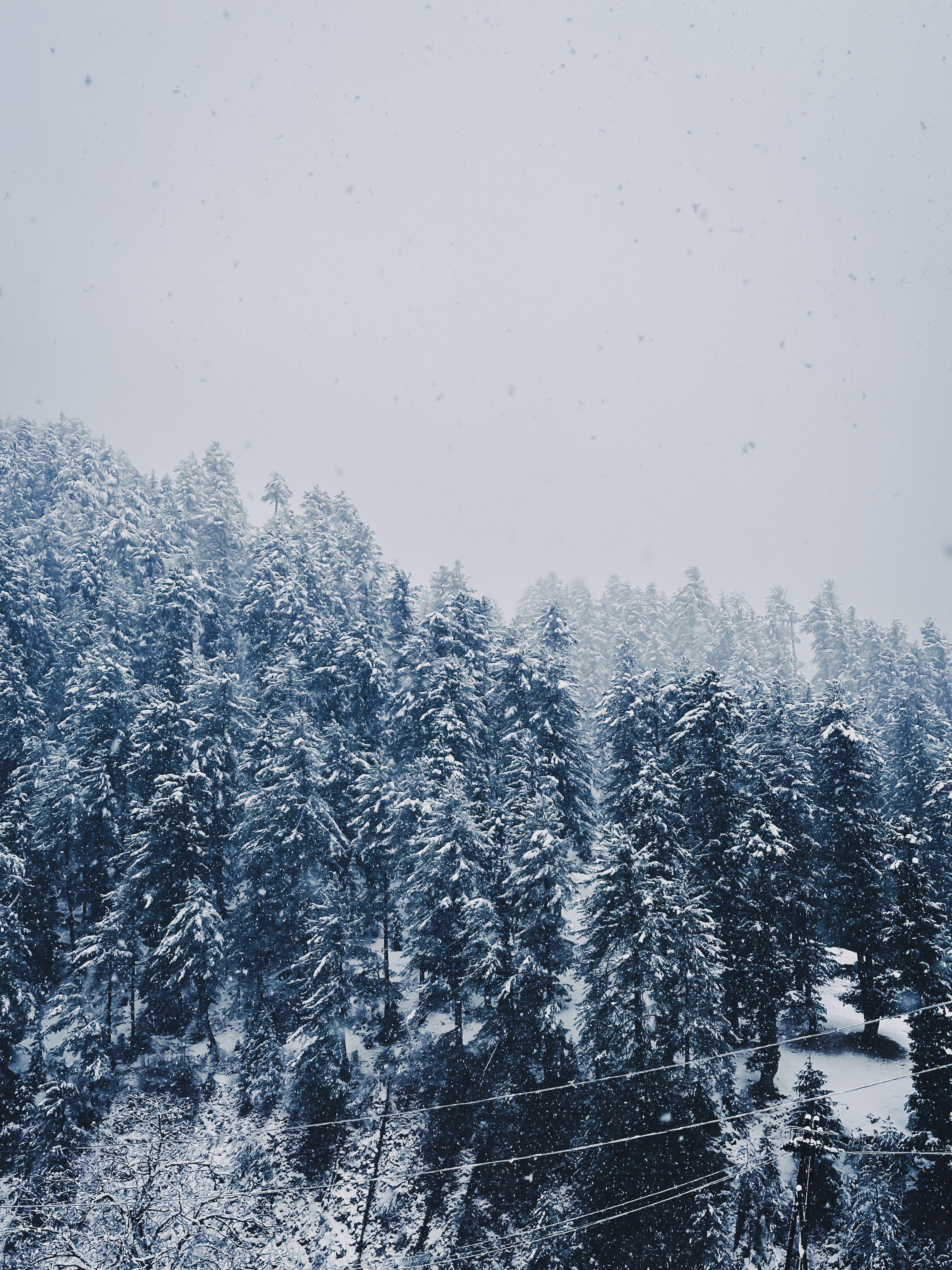 View of a Forest at Snowfall · Free Stock Photo