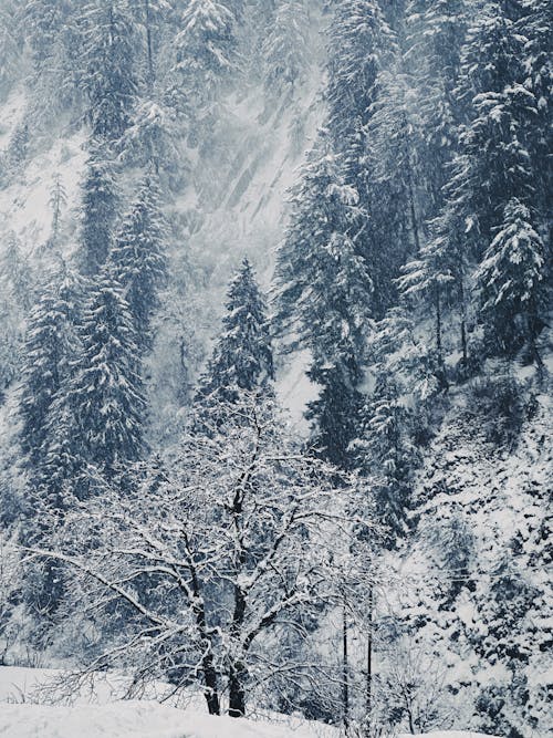 Imagine de stoc gratuită din arbori, arbori veșnic verzi, codru