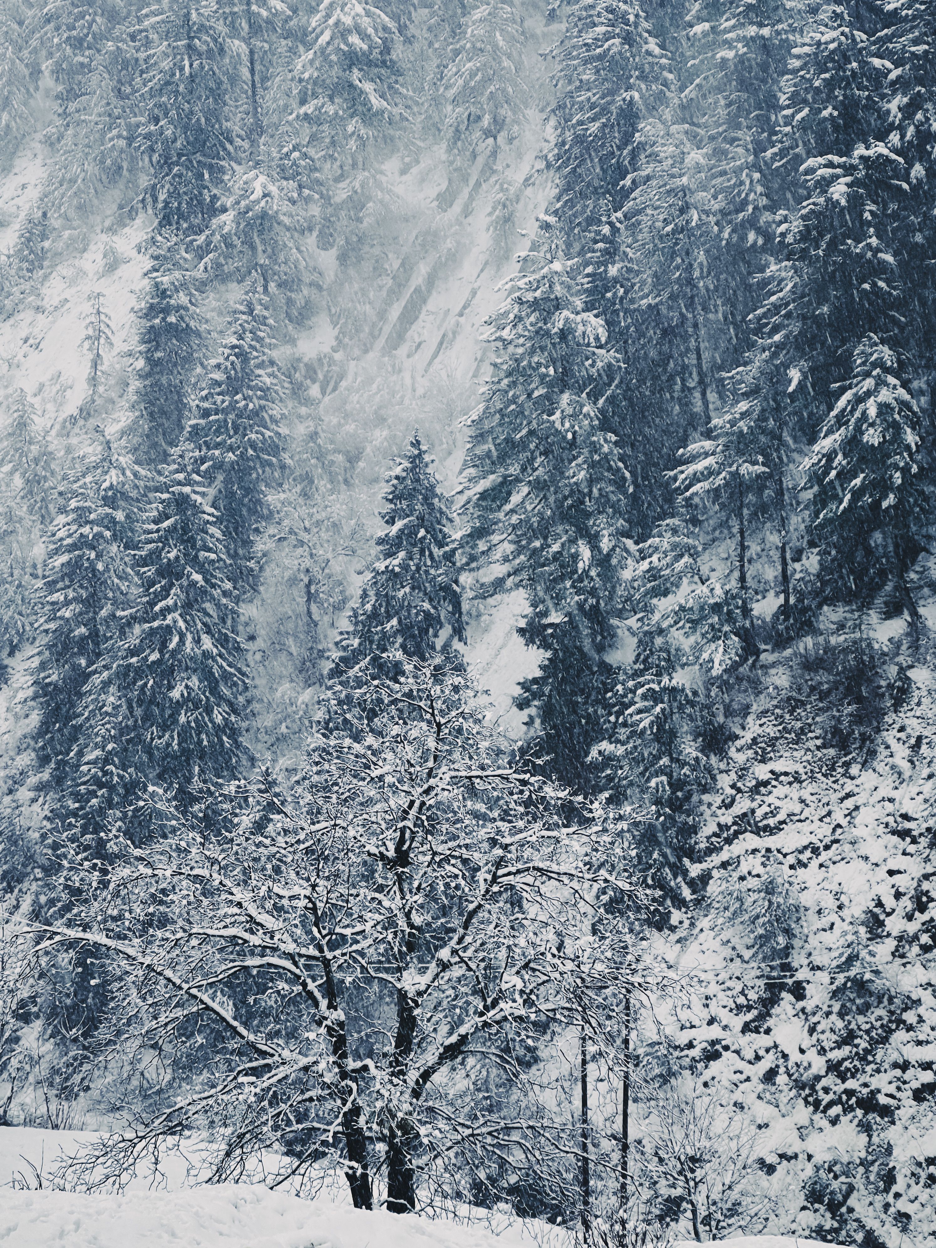 Baccessor Tenda Doccia Invernale 172x172 Cm - Foresta Innevata Con Alberi E Cervo