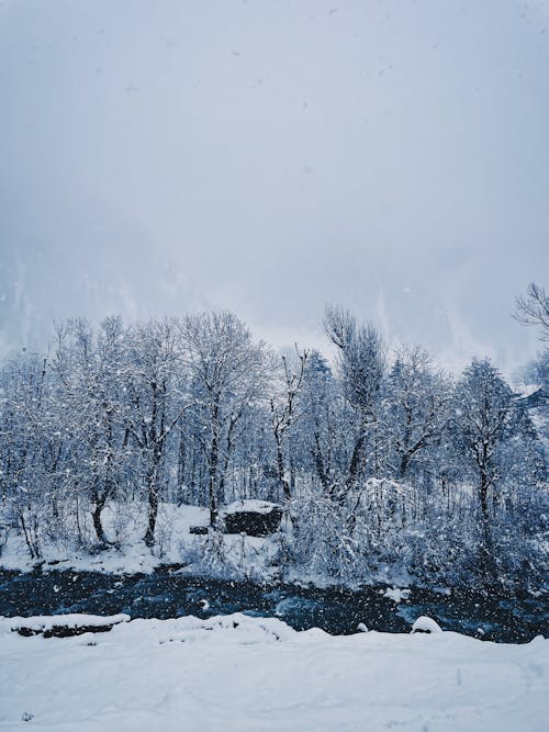 A snowy scene with trees and a river