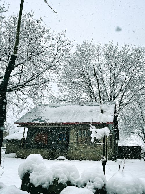 Darmowe zdjęcie z galerii z budynek, drzewa, natura