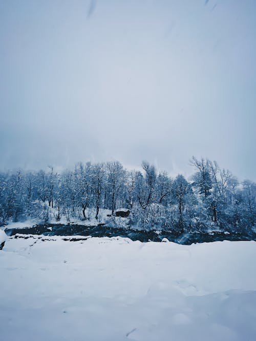 A snowy landscape with trees and snow covered ground