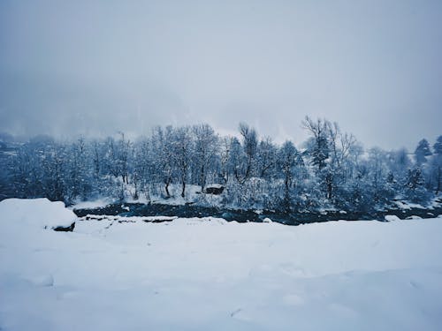 冬, 川, 木の無料の写真素材