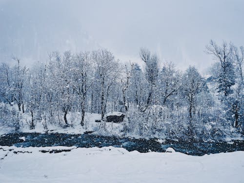 下雪, 冬季, 冷 的 免費圖庫相片