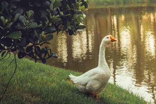 A white goose standing near a lake
