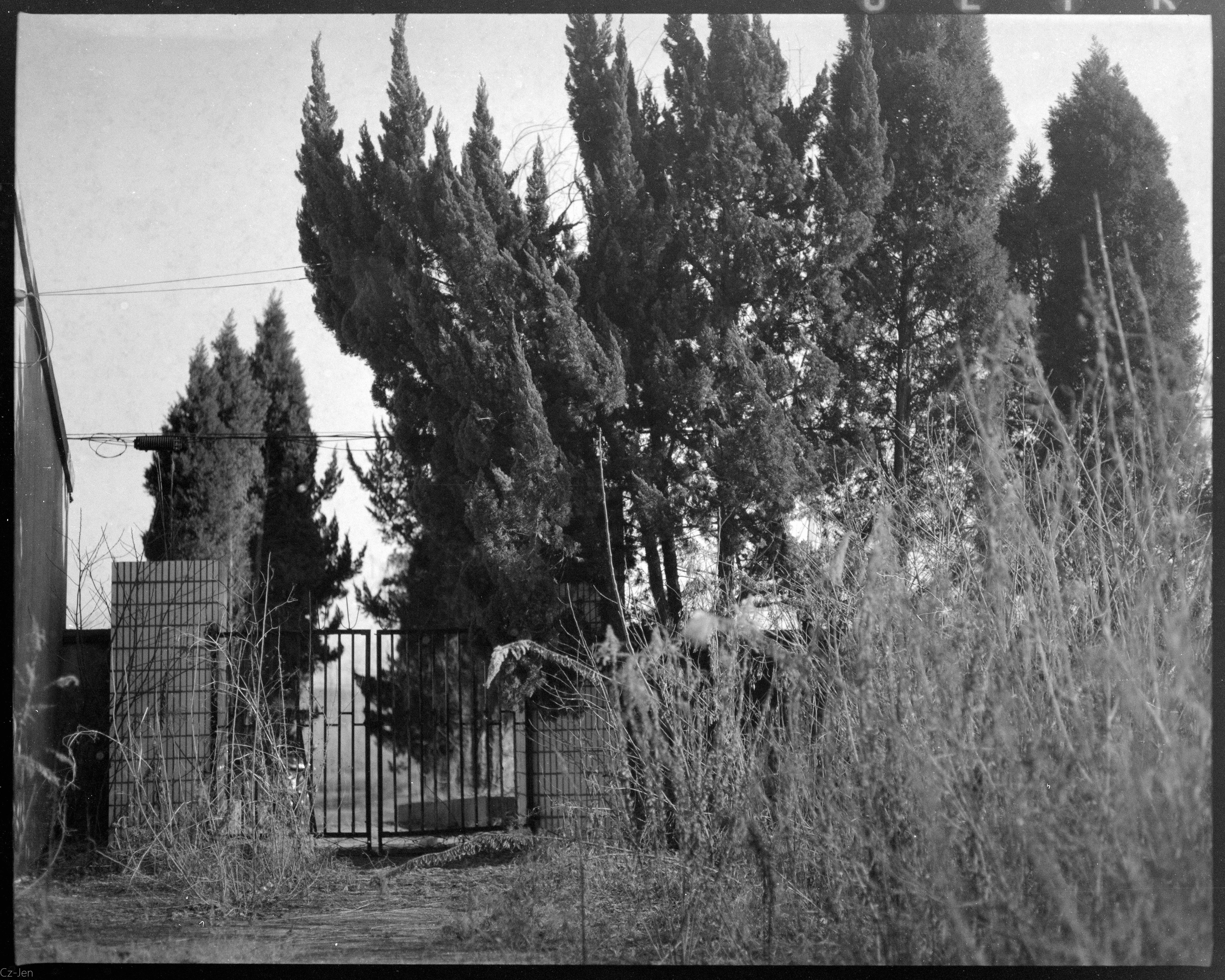 Monochrome image of a garden gate surrounded by tall trees and grass.