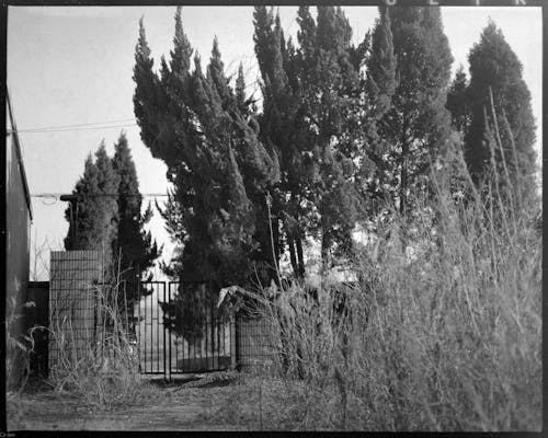 Black and White Film Photo of a Yard and Fence 