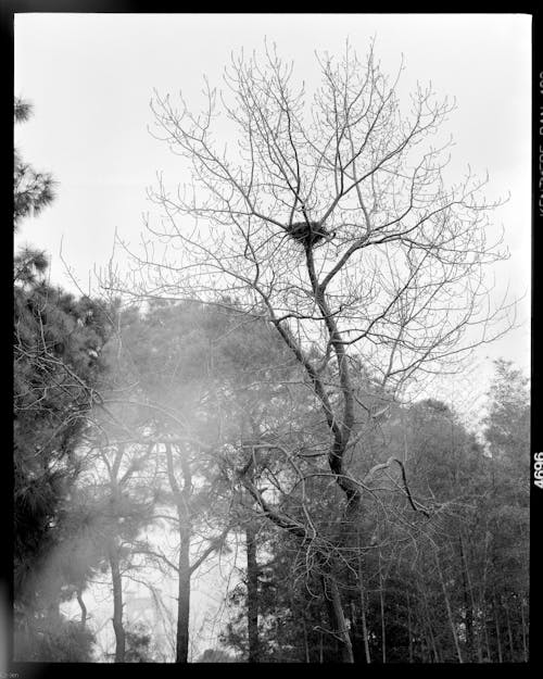 Immagine gratuita di alberi, bianco e nero, cornice nera
