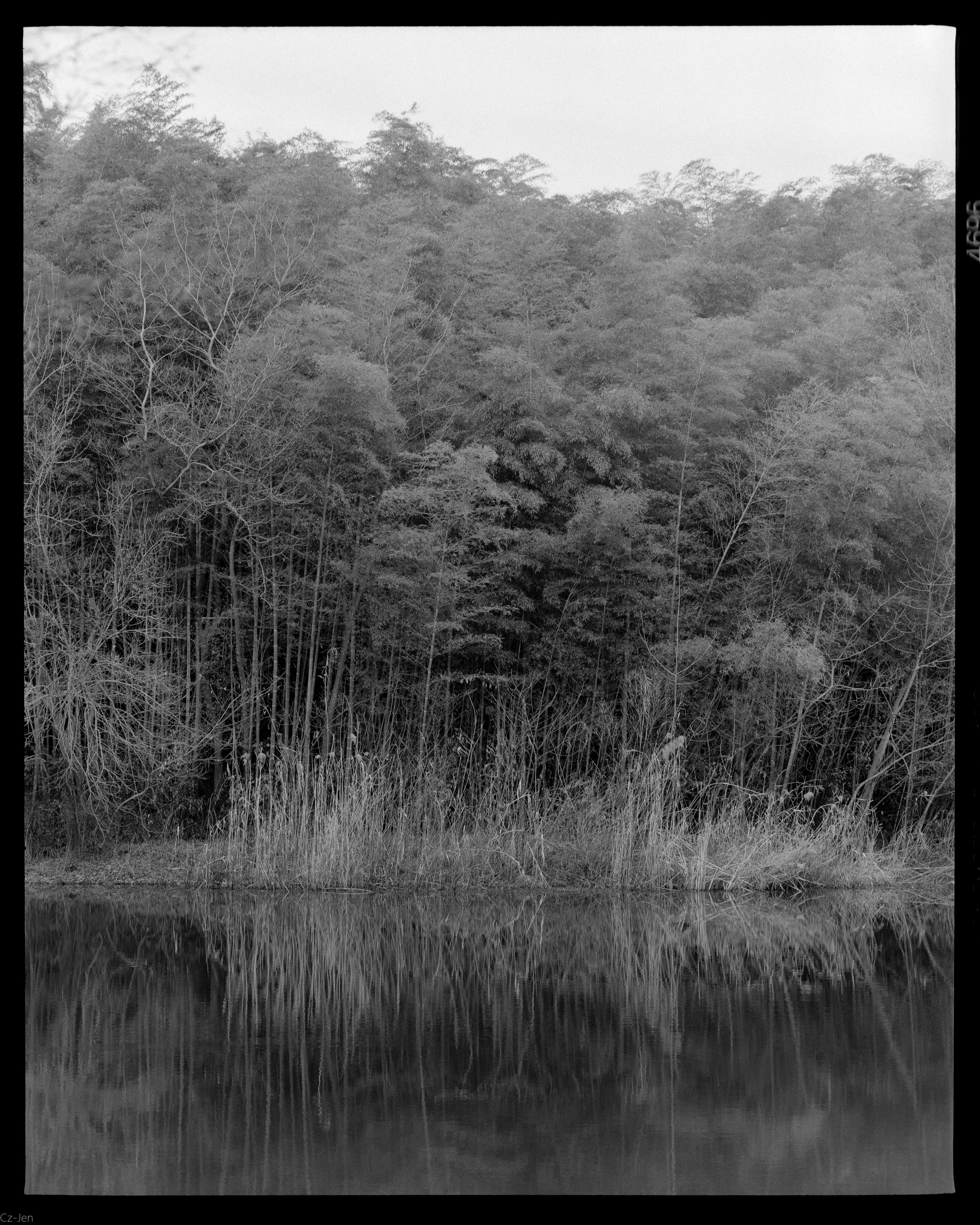 Peaceful forest reflected in pond, in black and white, with tall grass.