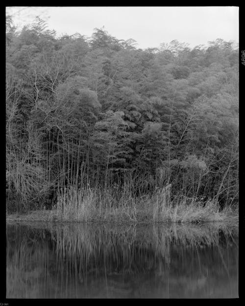 A black and white photo of a lake with trees