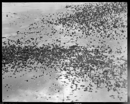Black and white photograph of a large flock of birds