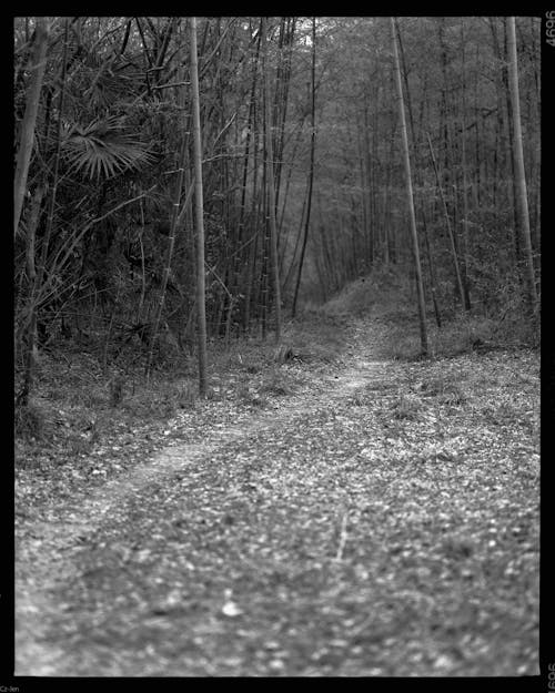 A black and white photo of a path in the woods