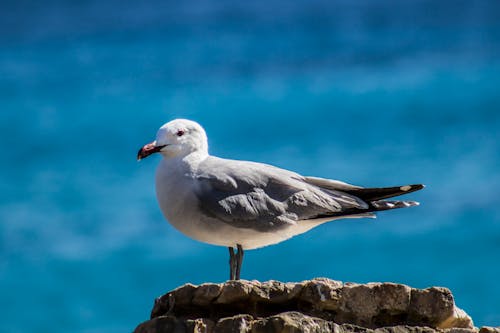 Close-up of a Seagull Standing on a Rock on the Shore 